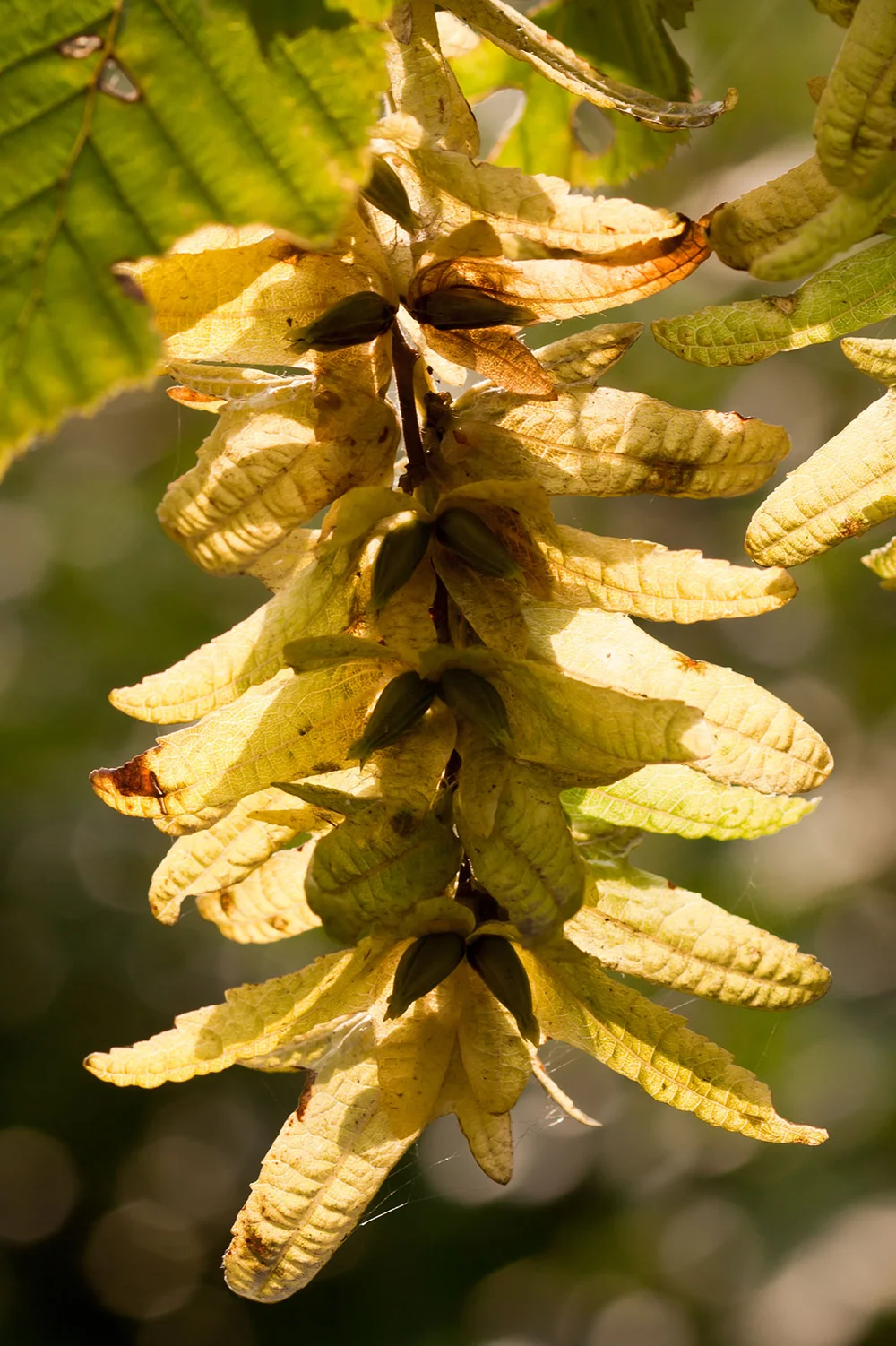 Backlit hornbeam (Carpinus betulus) nuts