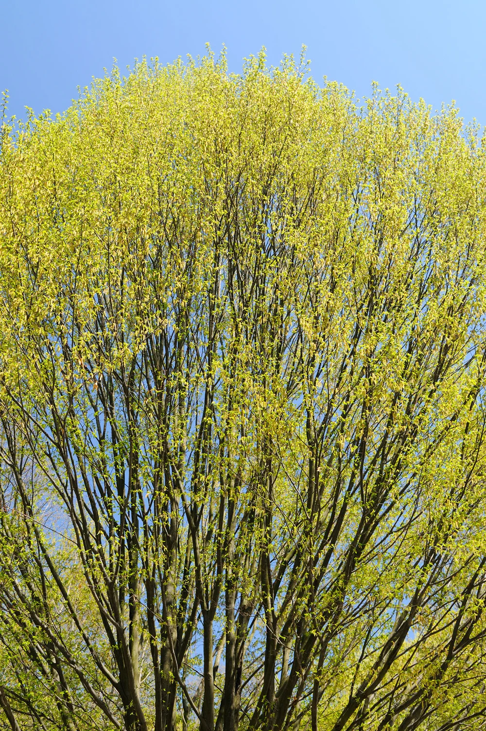 American Hornbeam Tree