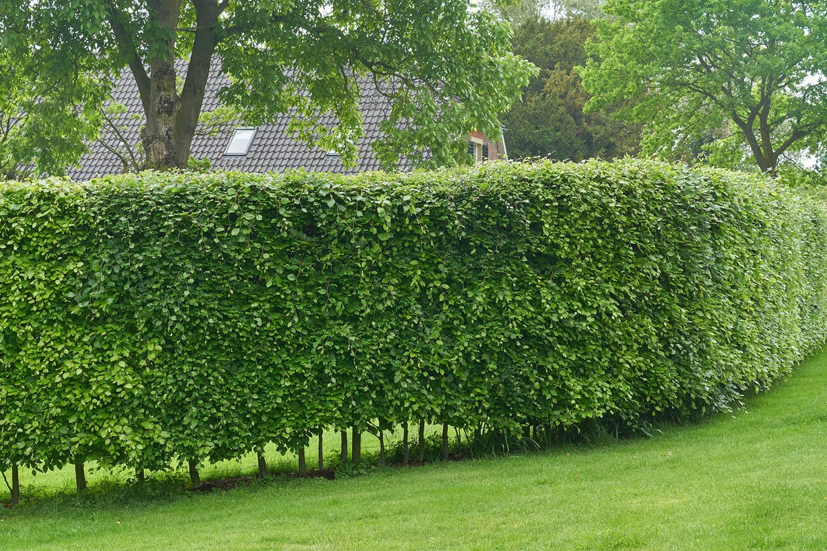 Hornbeam hedge