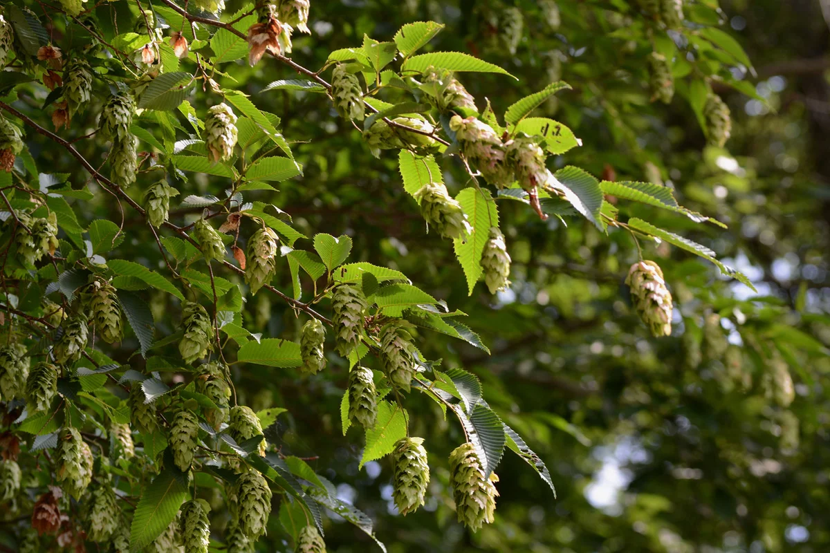 Japanese Hornbeam