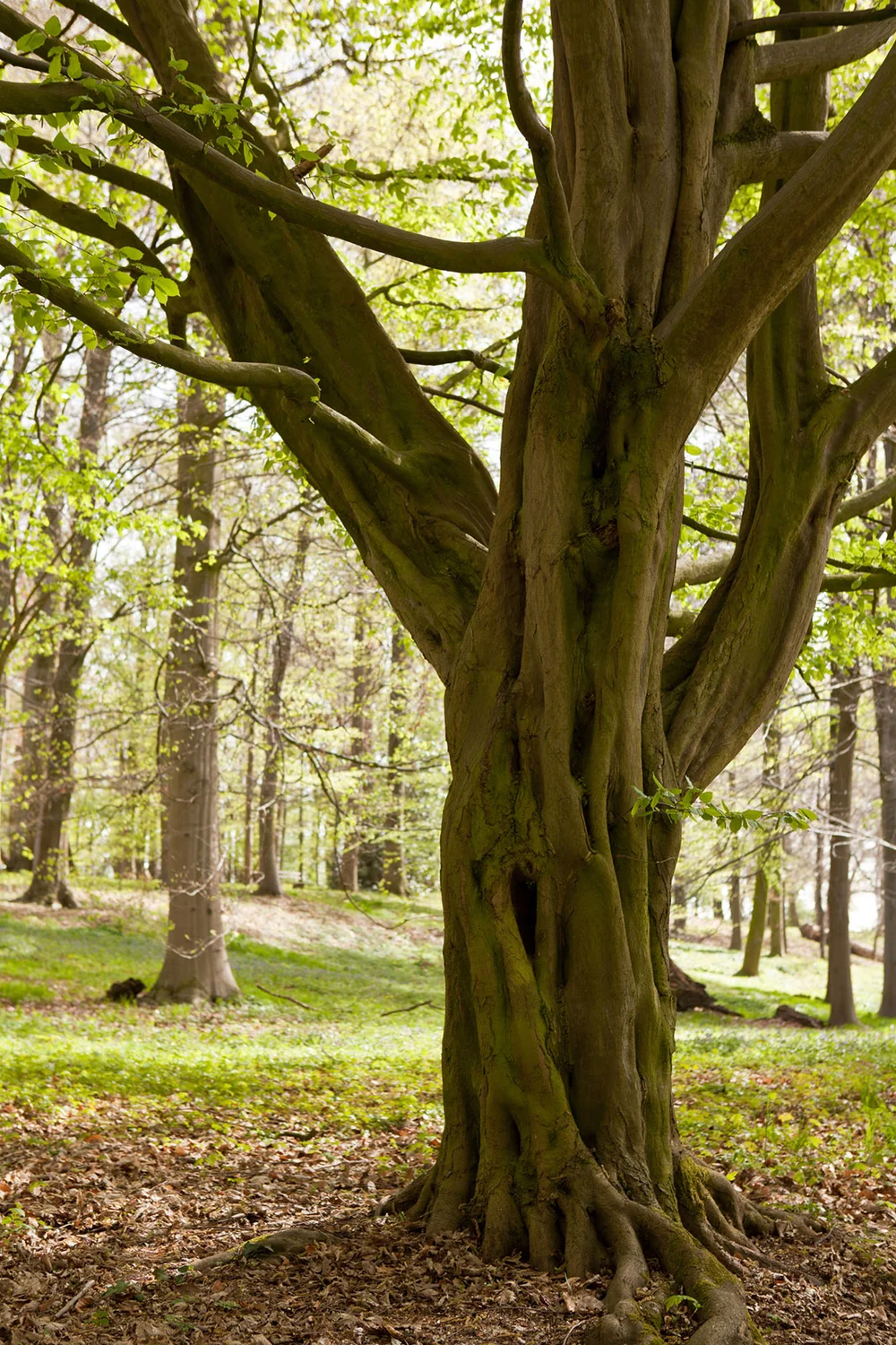 European Hornbeam Tree