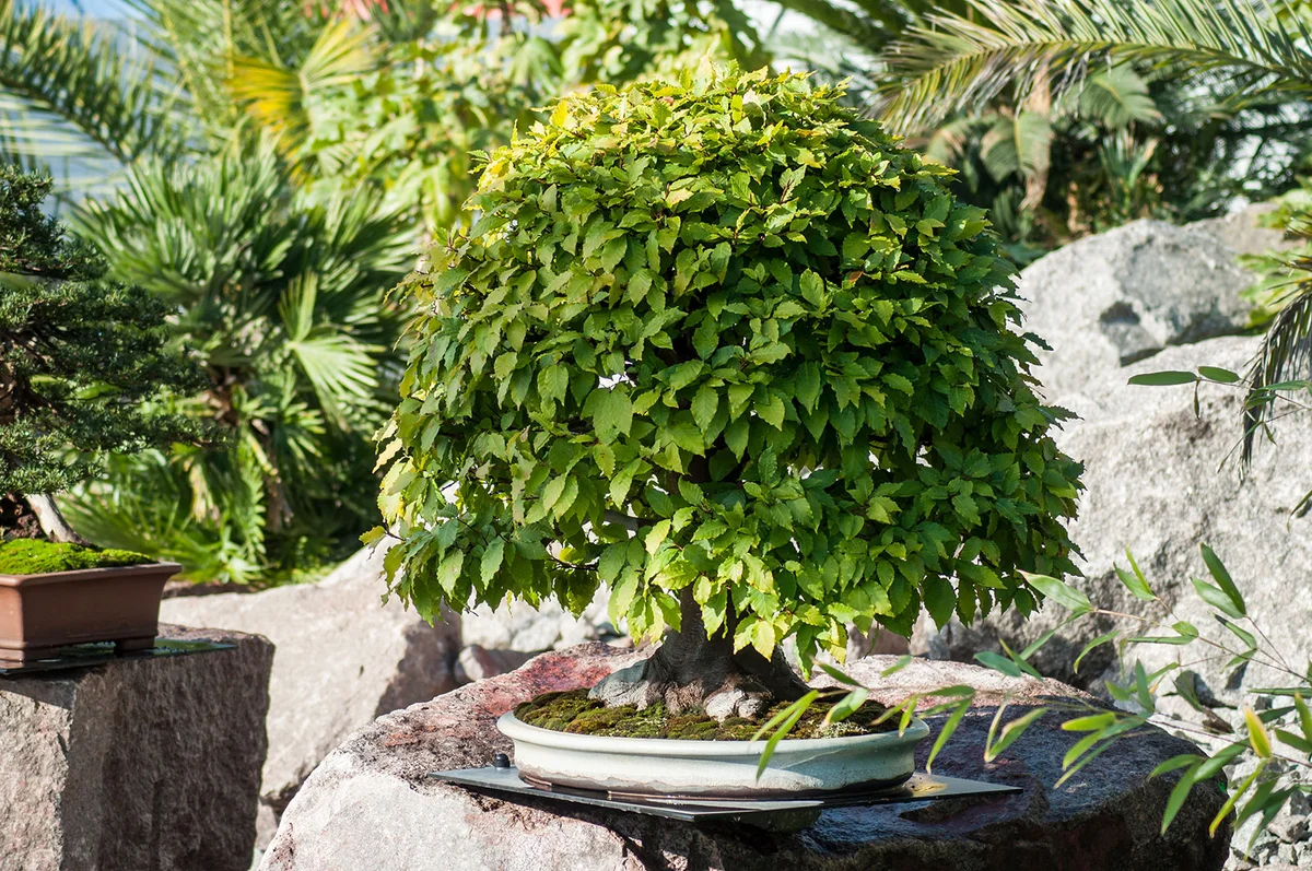 Bonsai Hornbeam in Japanese garden