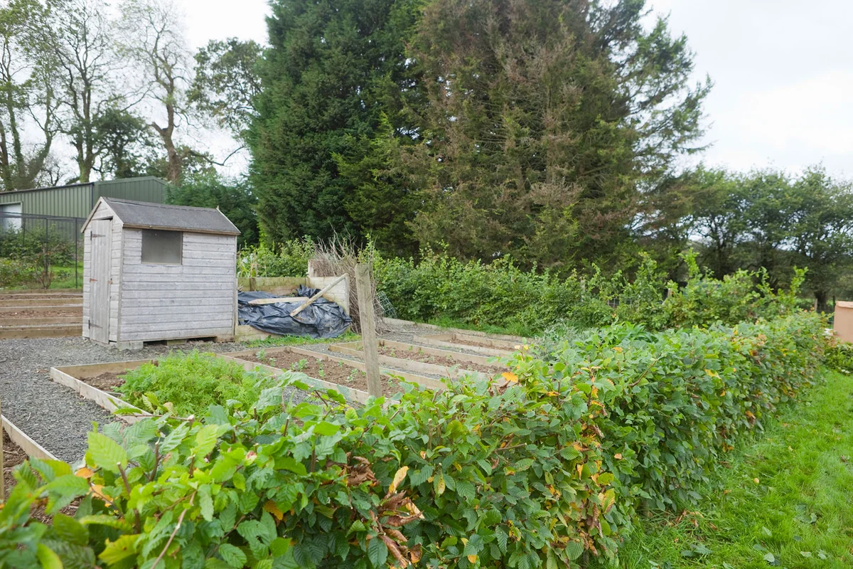 Untrimmed Hornbeam hedge around garden