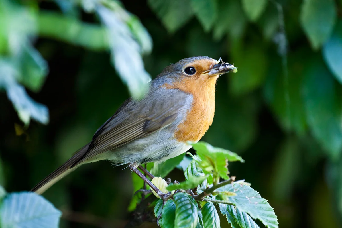 European robin on Hornbeam branch