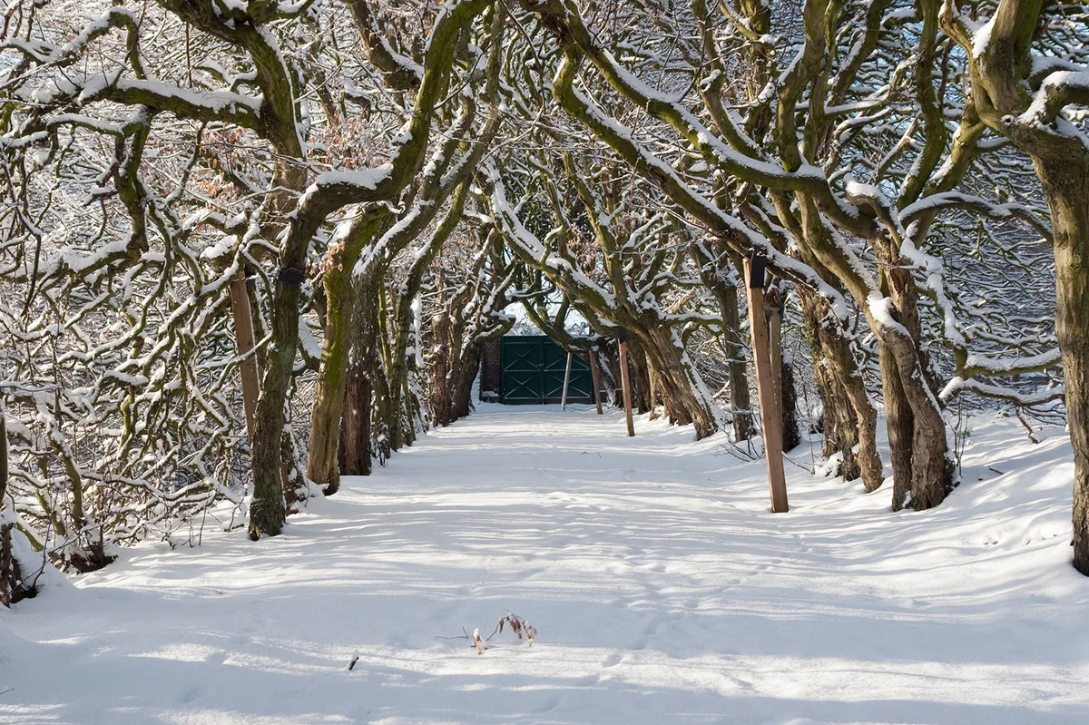Path lined by old hornbeam hedges in winter