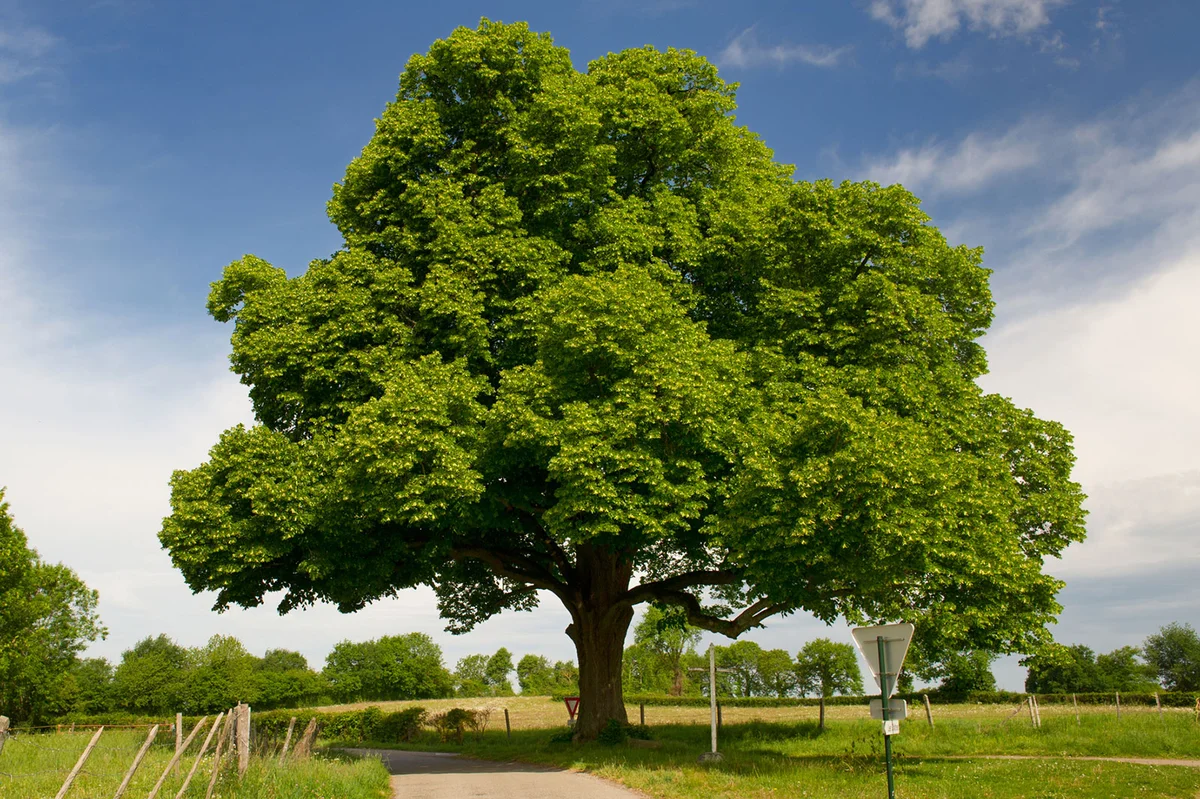 Big chestnut tree in agriculture landscape