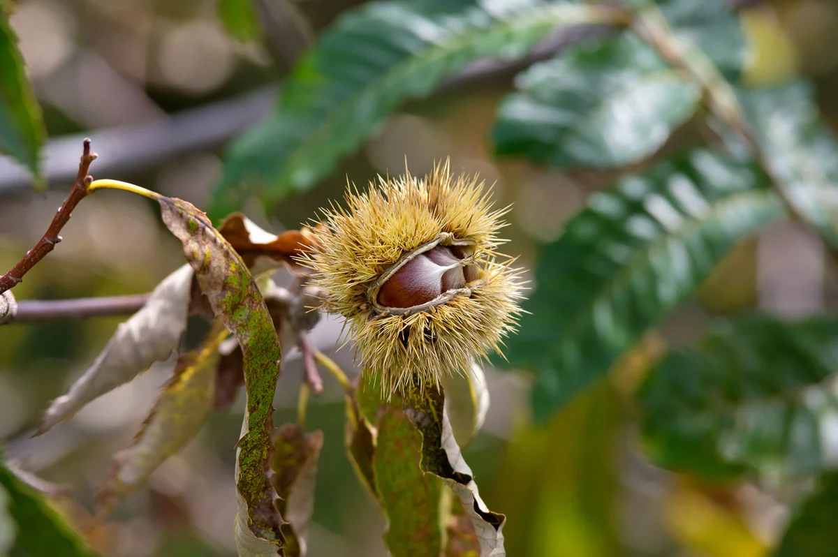 Chestnut fruit on tree
