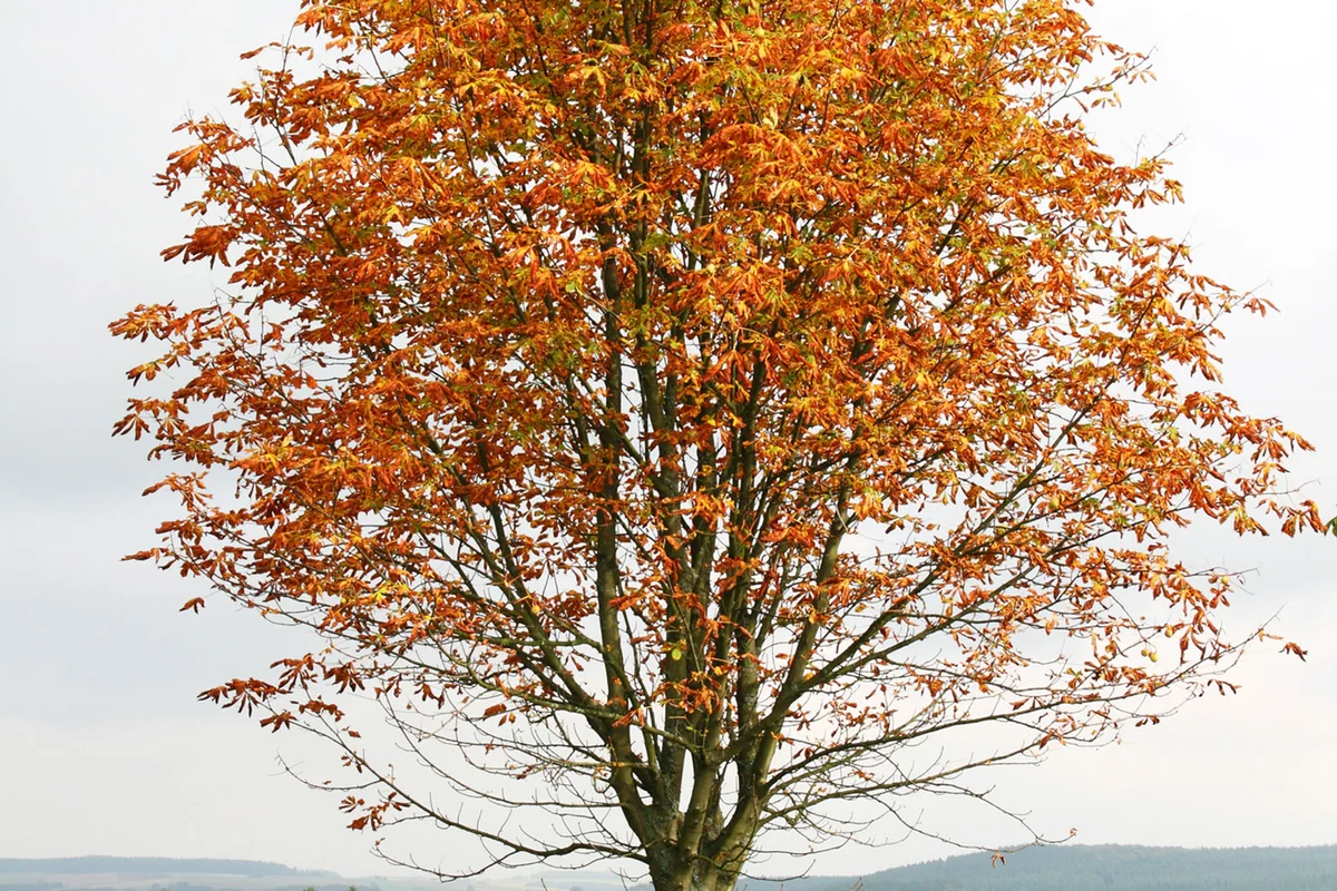 Single autumn chestnut tree