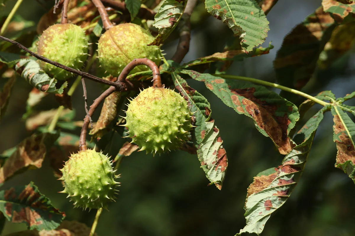 Conkers on Horse Chestnut tree
