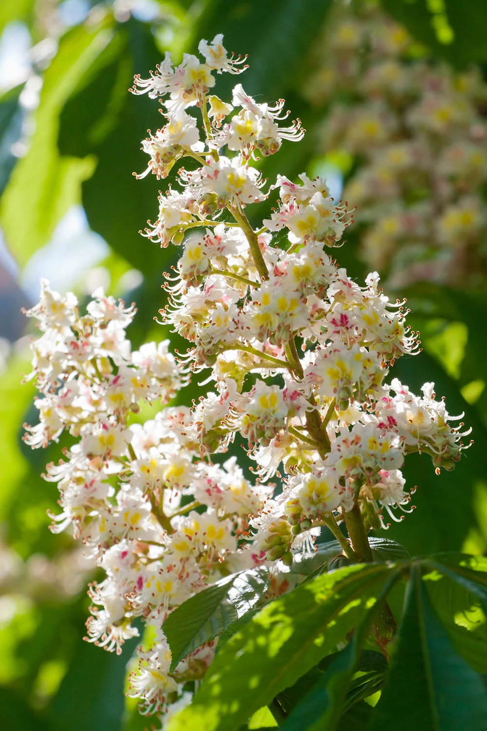 Chestnut tree flowers blossoming