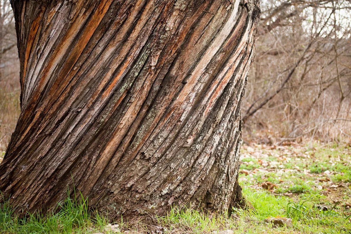 Large old chestnut tree trunk bark