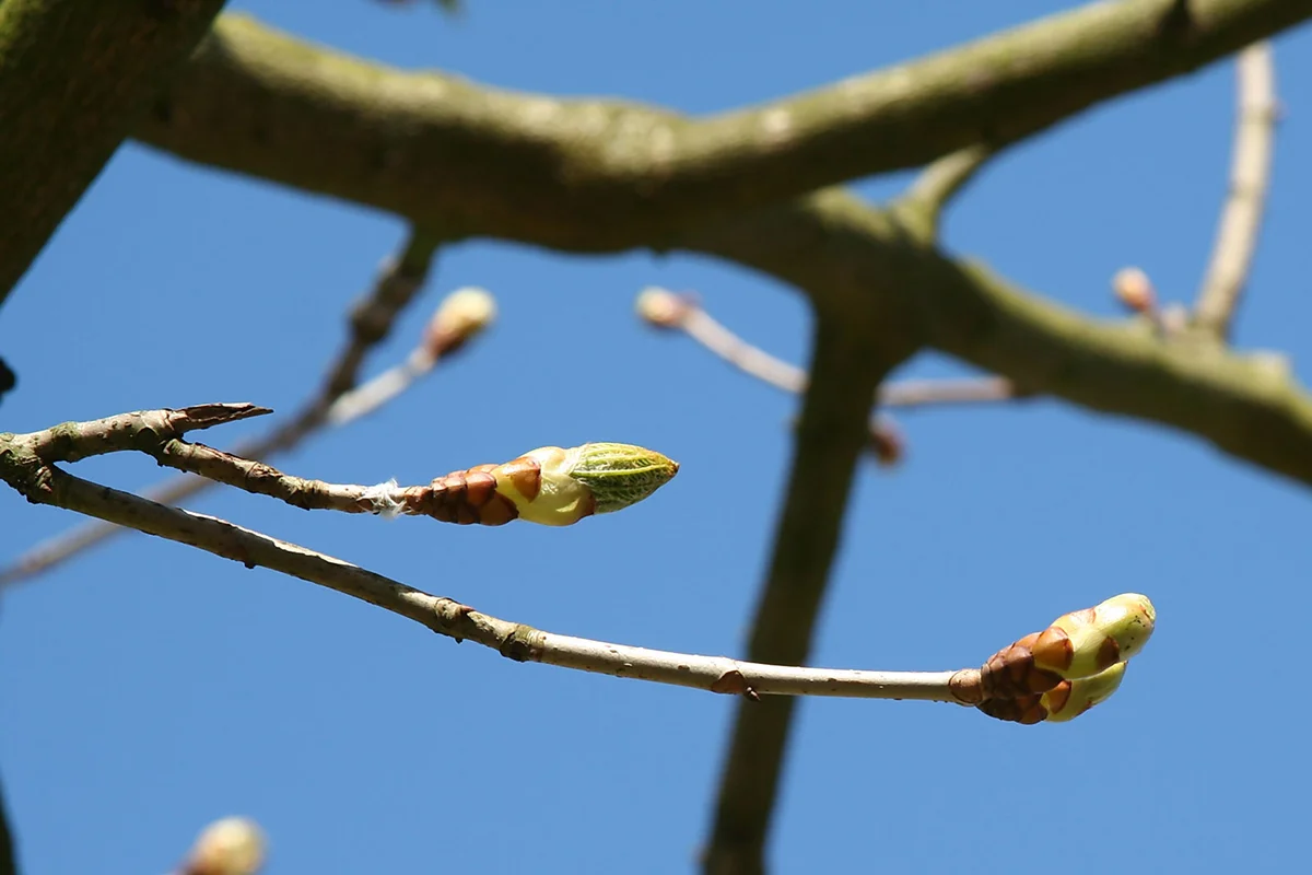 Chestnut branch in spring