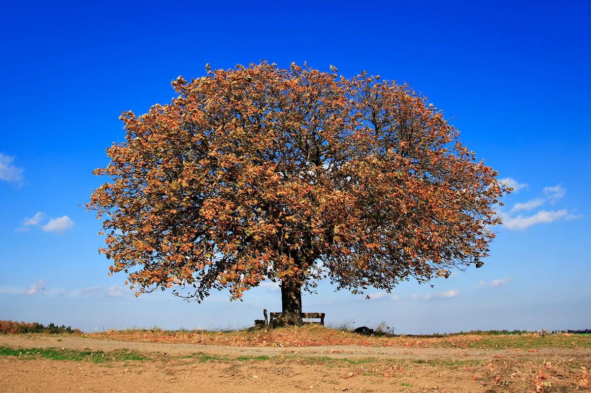 Large chestnut tree in autumn