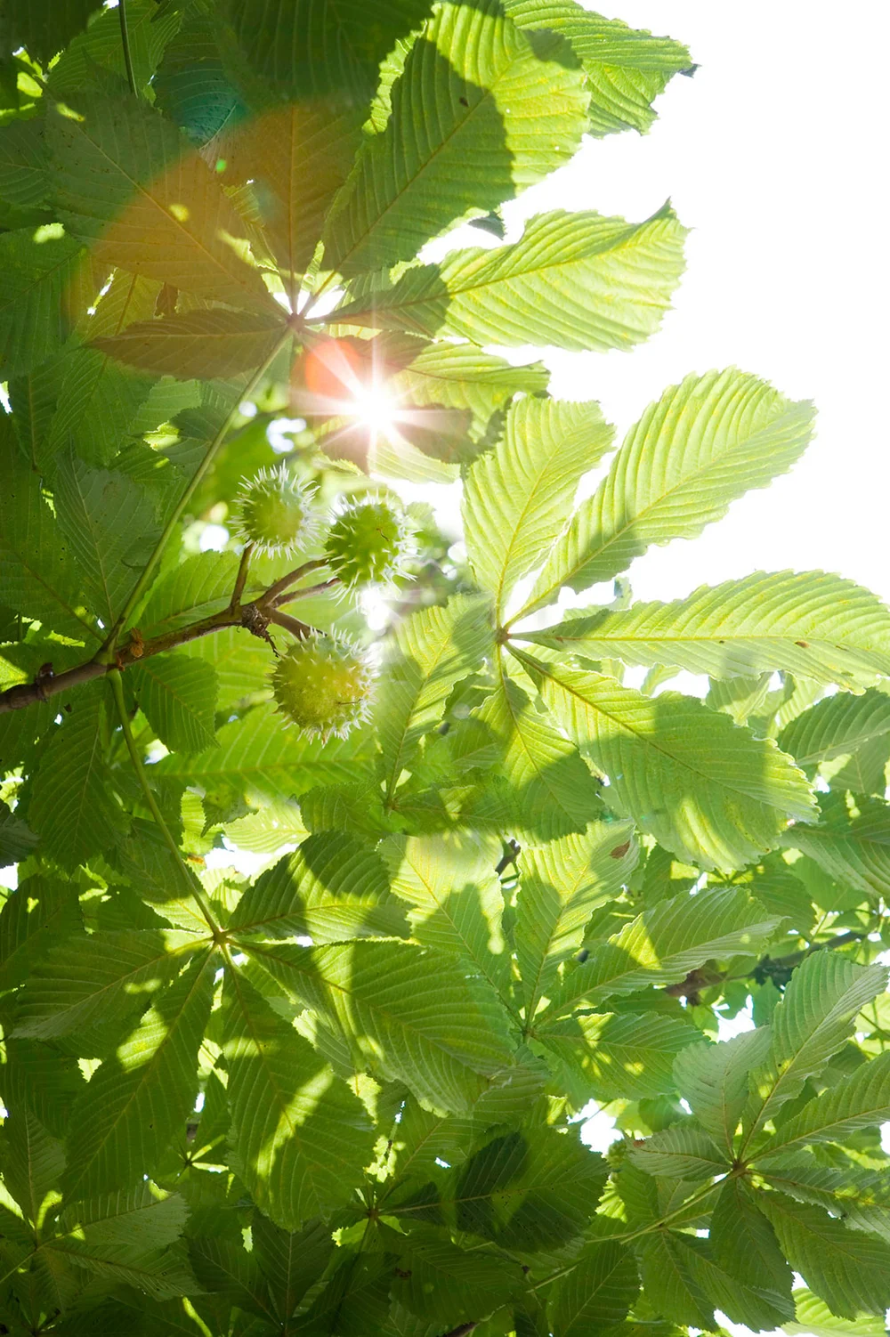 Chestnut tree leaves