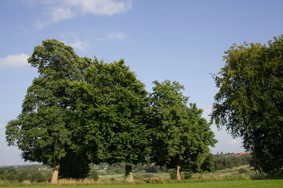 Group of Chestnut trees