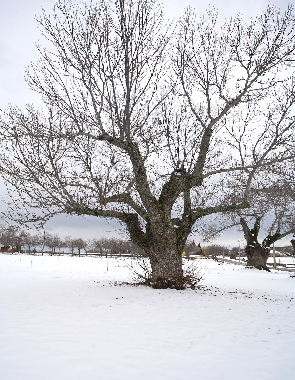 Chestnut tree in winter