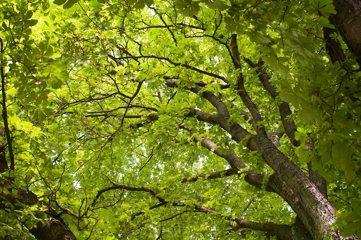 View into Chestnut Tree