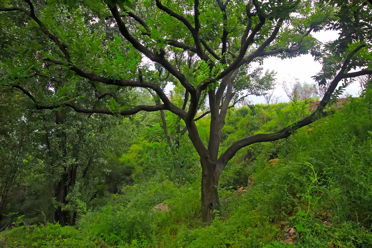 Chestnut trees on a mountain slope in China