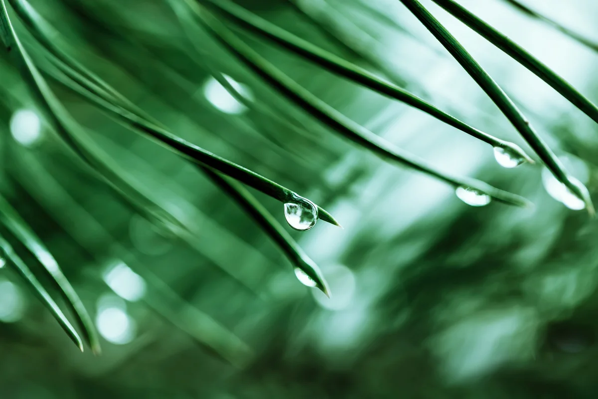 Needle leaves