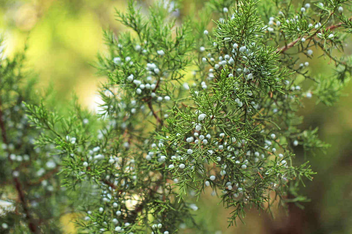 Berries on a Juniper tree