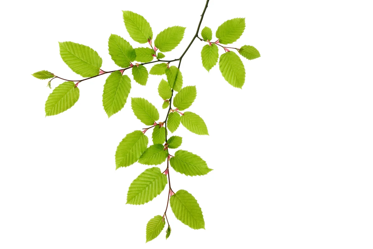 Beech Tree