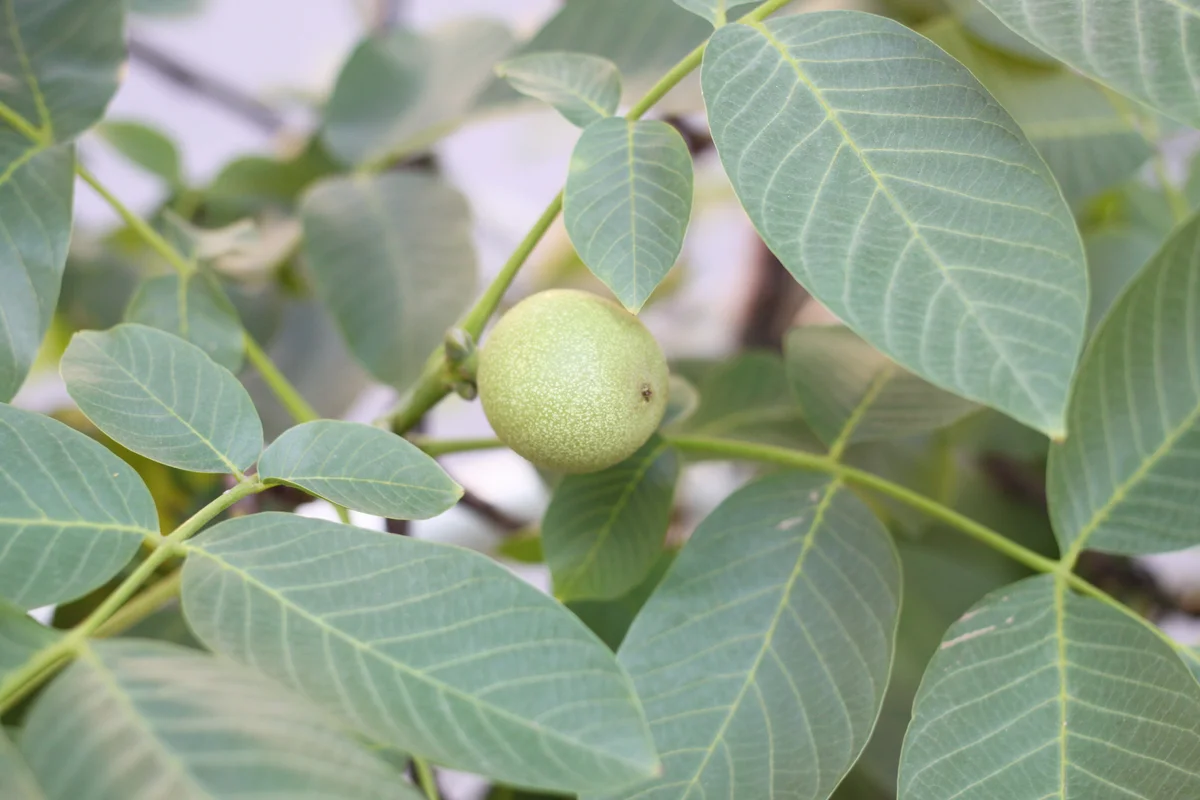 Fresh green leaves with unripe walnut