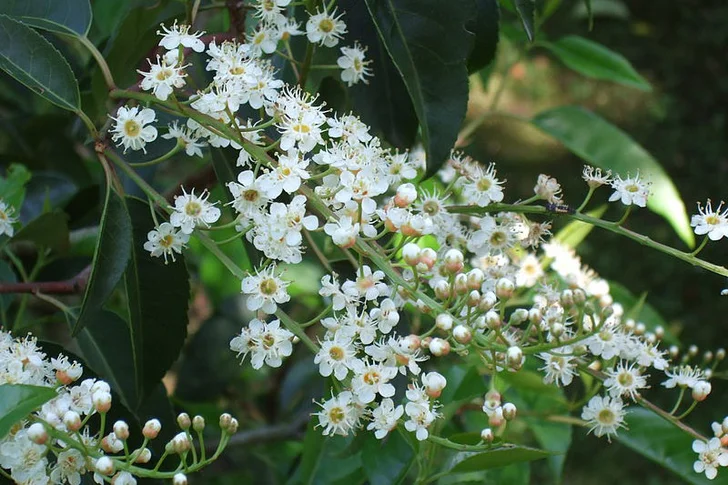 Laurel Flowers by Ecelan [GFDL (http://www.gnu.org/copyleft/fdl.html) or CC BY-SA 4.0 (https://creativecommons.org/licenses/by-sa/4.0)], from Wikimedia Commons / https://commons.wikimedia.org/wiki/File:Hohenheim_-_Prunus_lusitanica.jpg