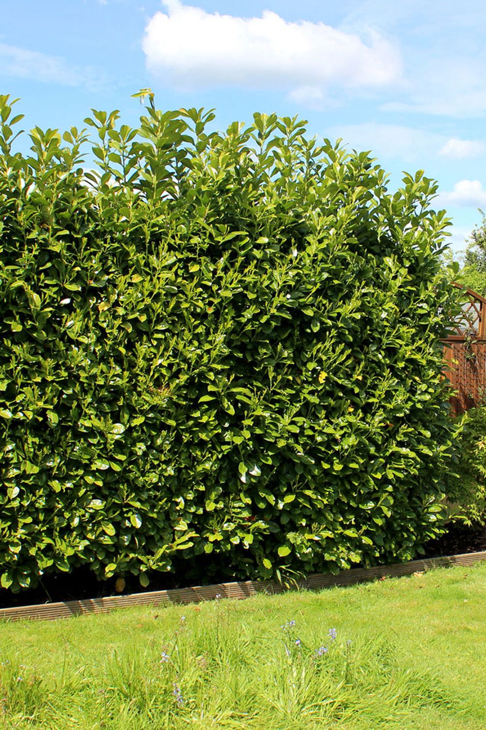 Understanding English Laurel A Popular Evergreen Choice