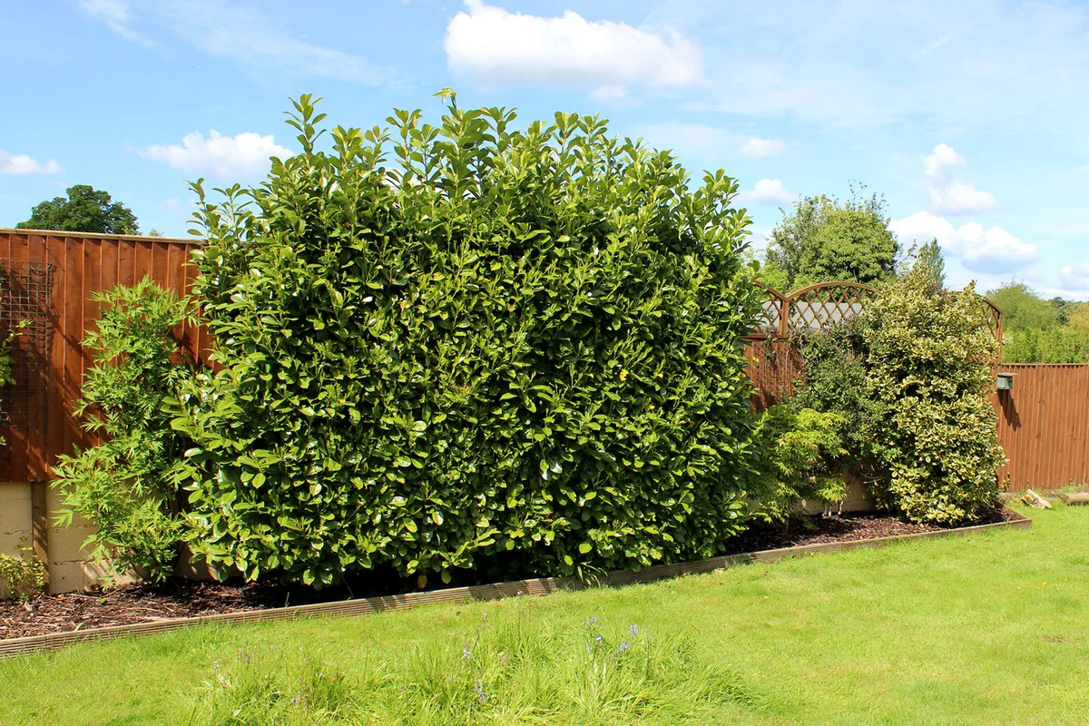 Laurel hedge along fence in backyard