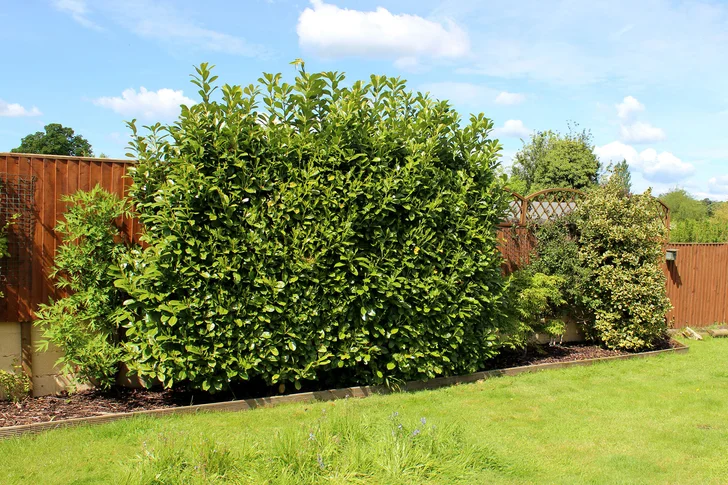 Understanding English Laurel: A Popular Evergreen Choice