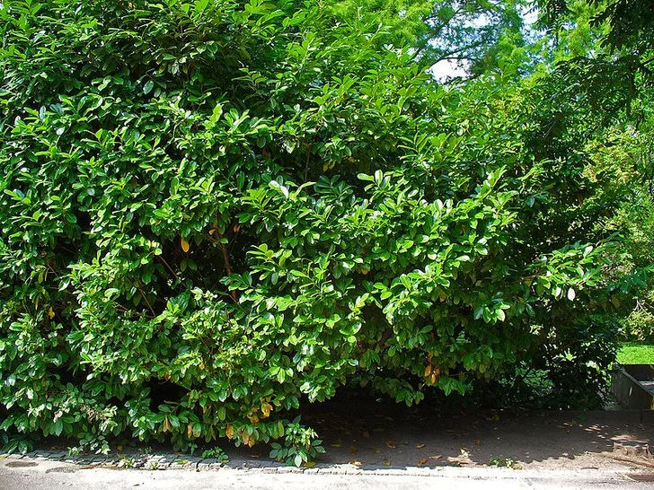 Prunus Laurocerasus by H. Zell [GFDL (http://www.gnu.org/copyleft/fdl.html) or CC BY-SA 3.0 (https://creativecommons.org/licenses/by-sa/3.0)], from Wikimedia Commons / https://commons.wikimedia.org/wiki/File:Prunus_laurocerasus_001.JPG