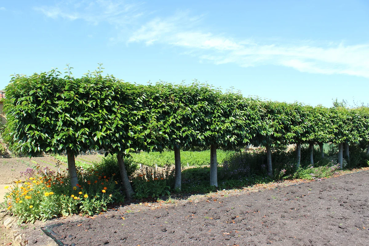 Portuguese Laurel Trees
