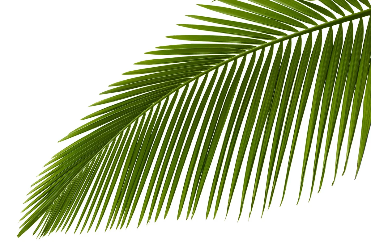 Green palm fronds