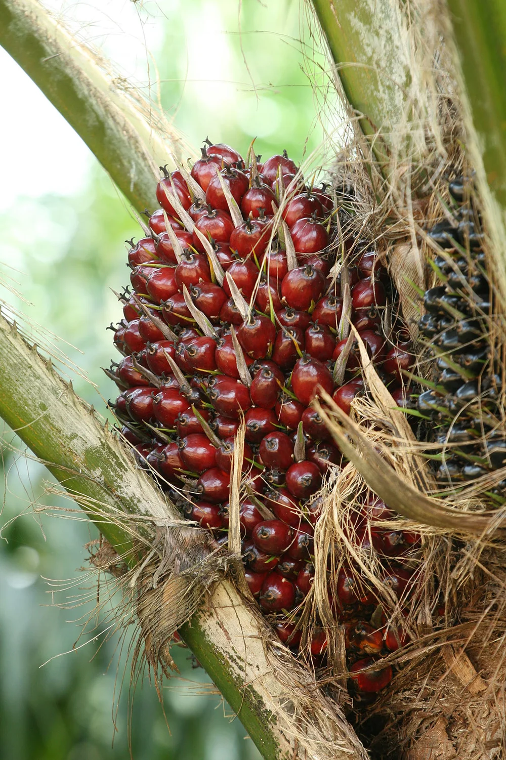 Palm tree fruits