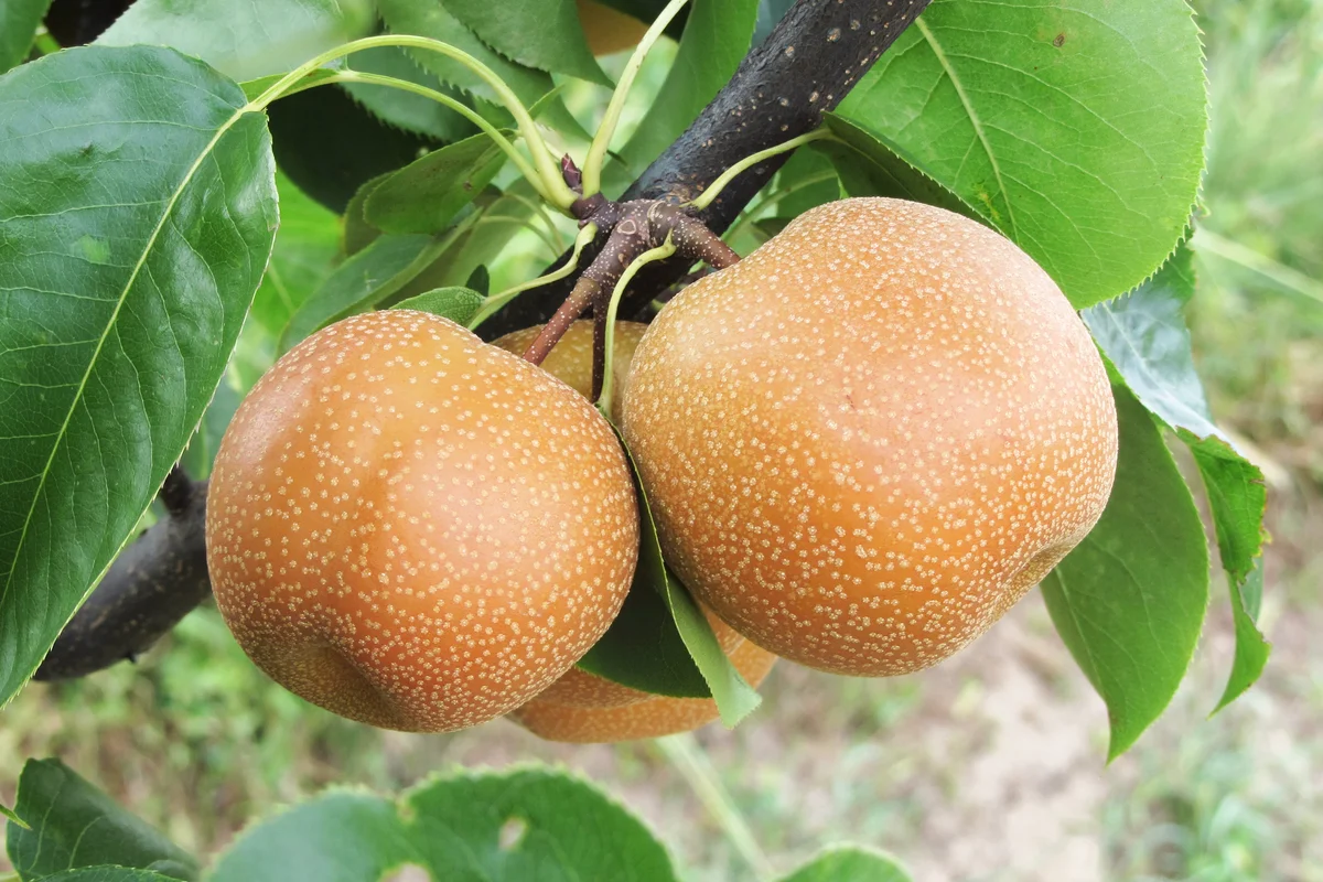 Asian Pear