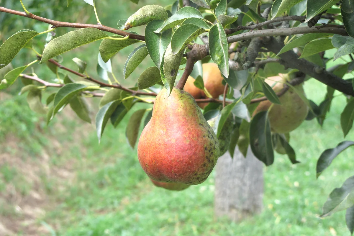 European Pear