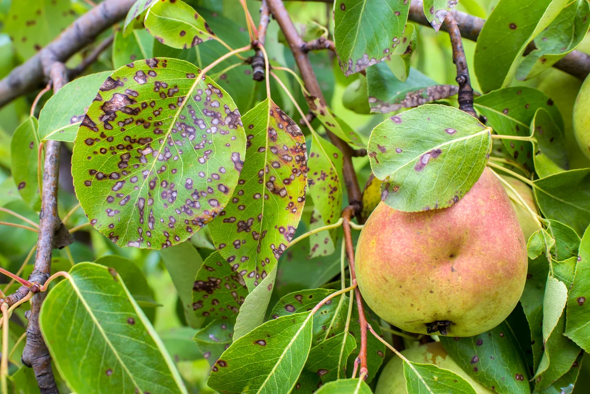 Pear diseases