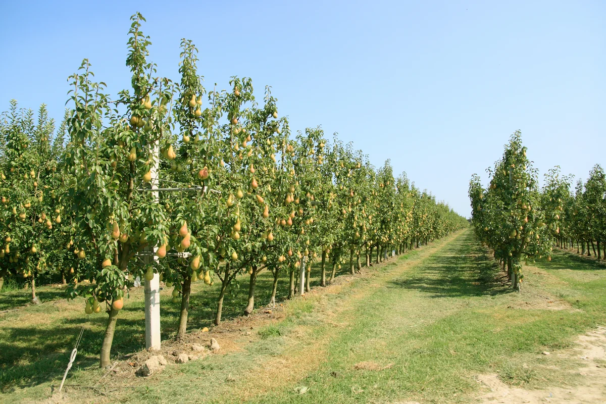 Pear orchard