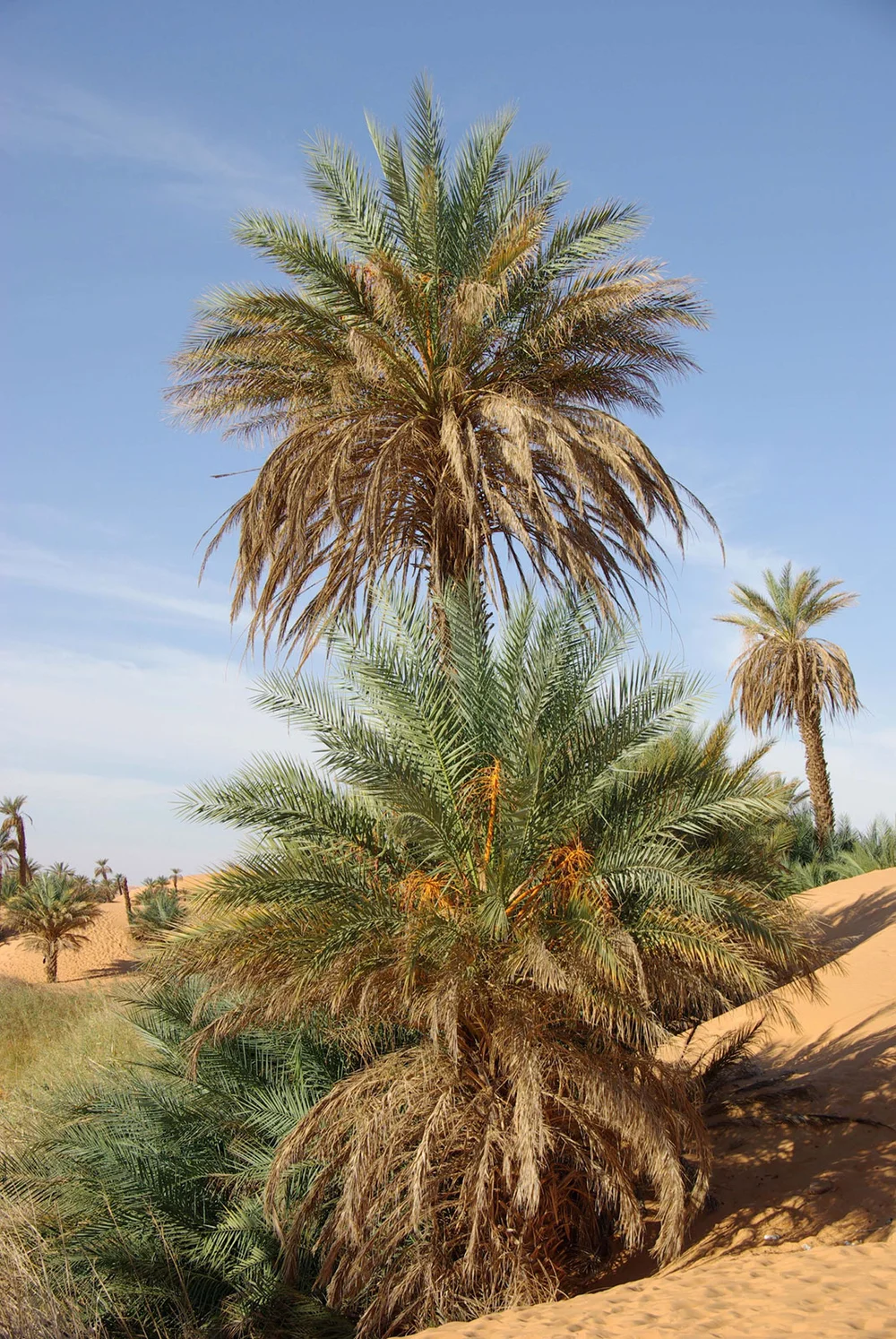 Libya Palm Trees