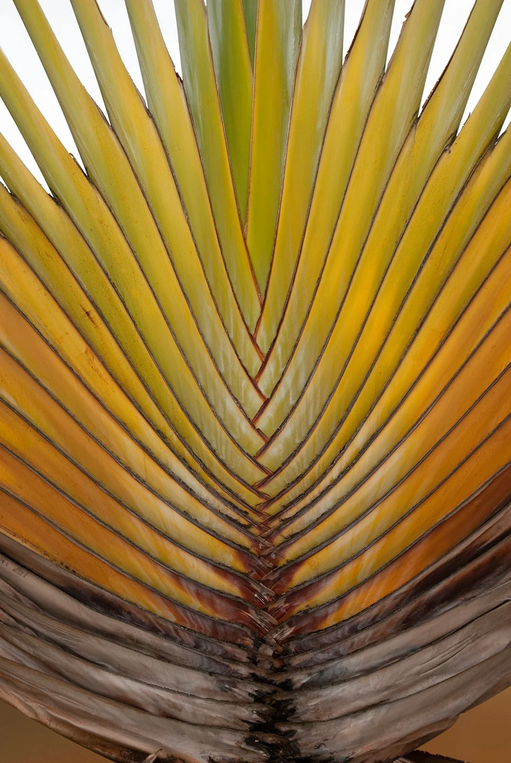 Yellow palm leaf