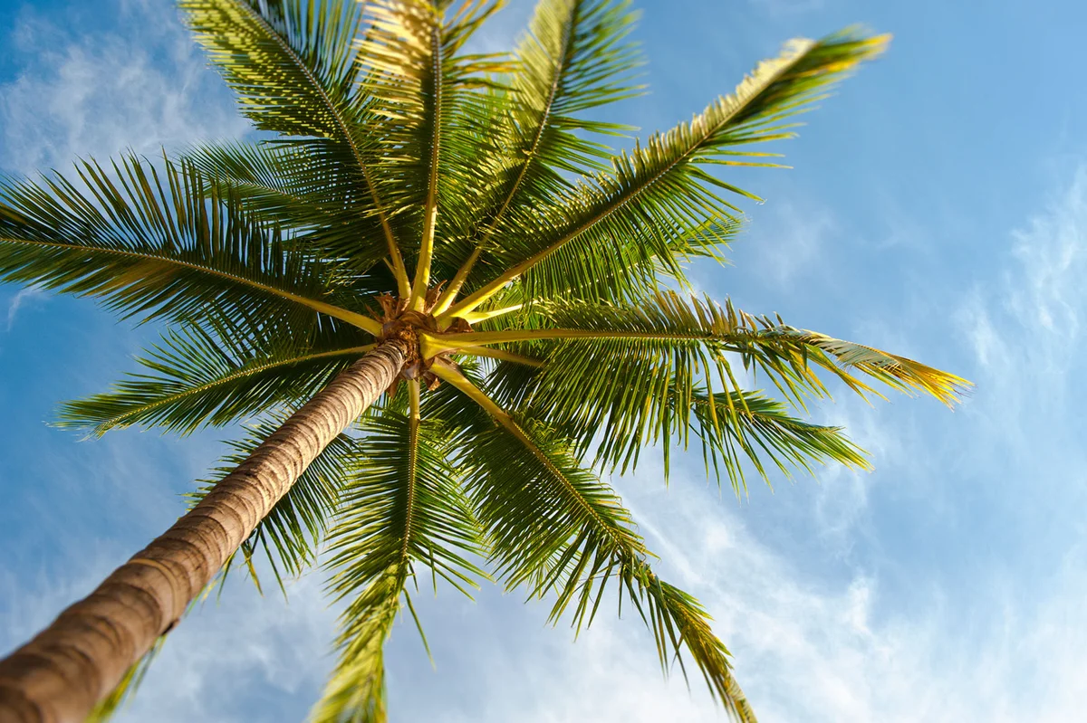 Looking up at Palm Tree from below