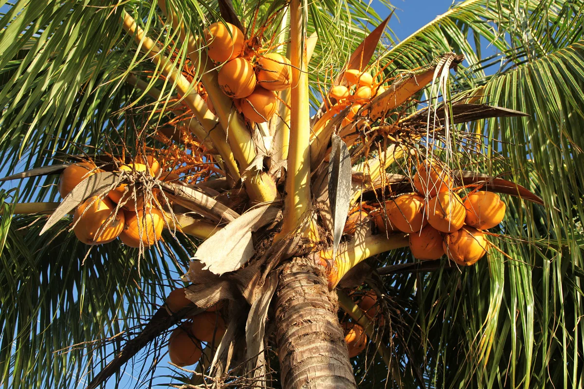 Coconut palm tree