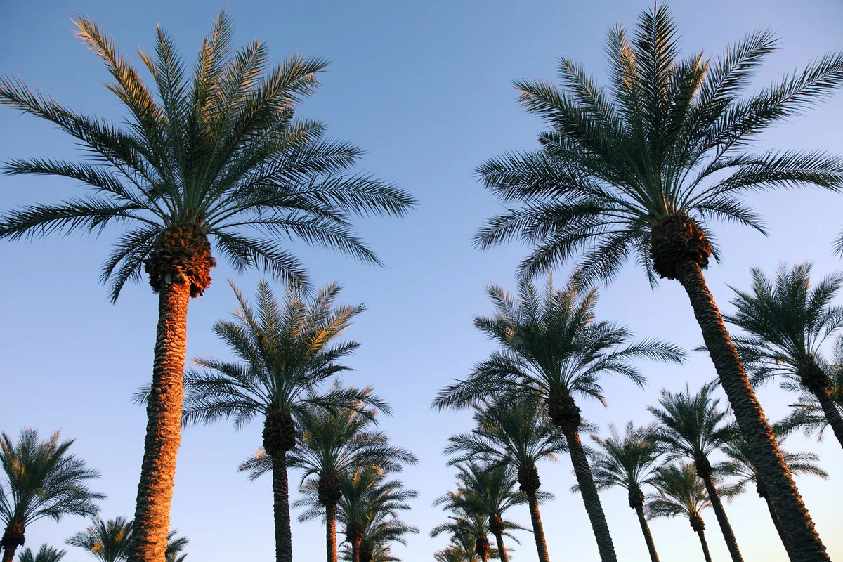 Group of palm trees in the morning