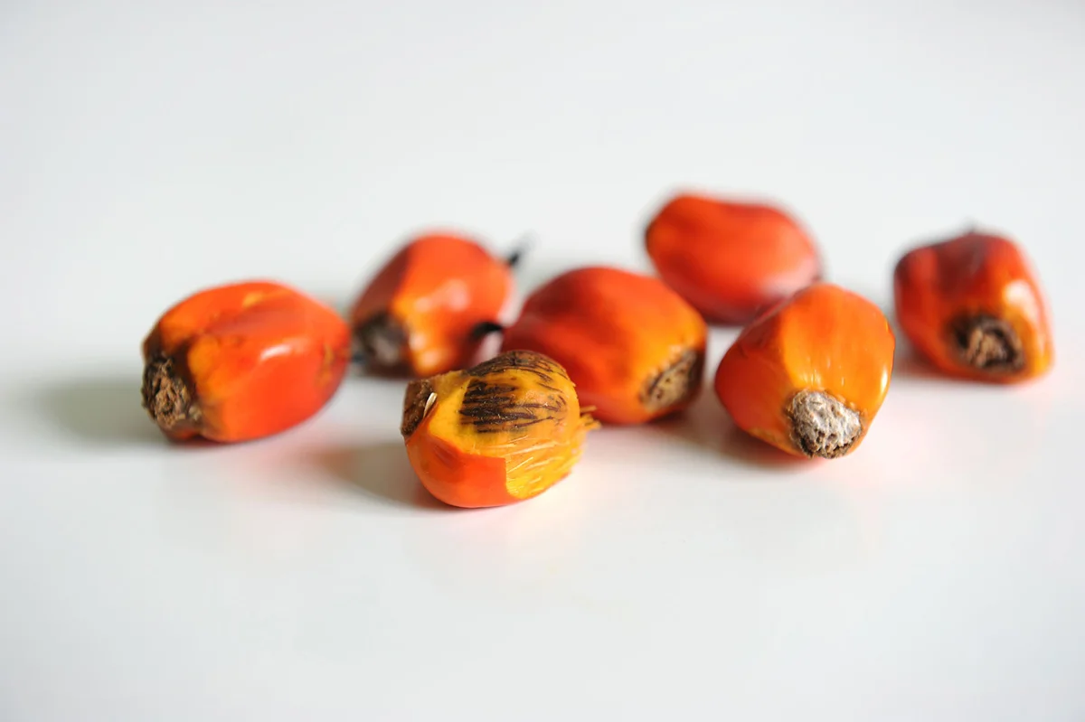 Palm oil seeds