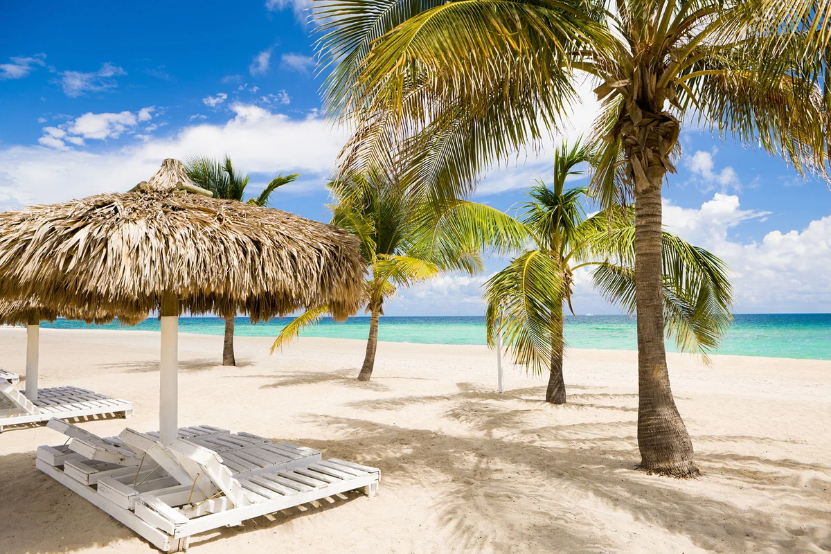 Palm trees near recliners on beach