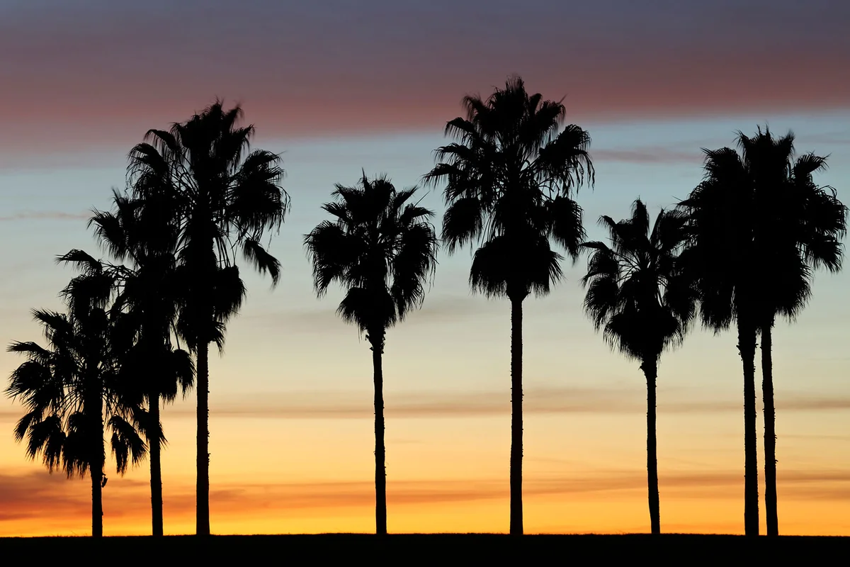 Silhouette of palm trees at sunset