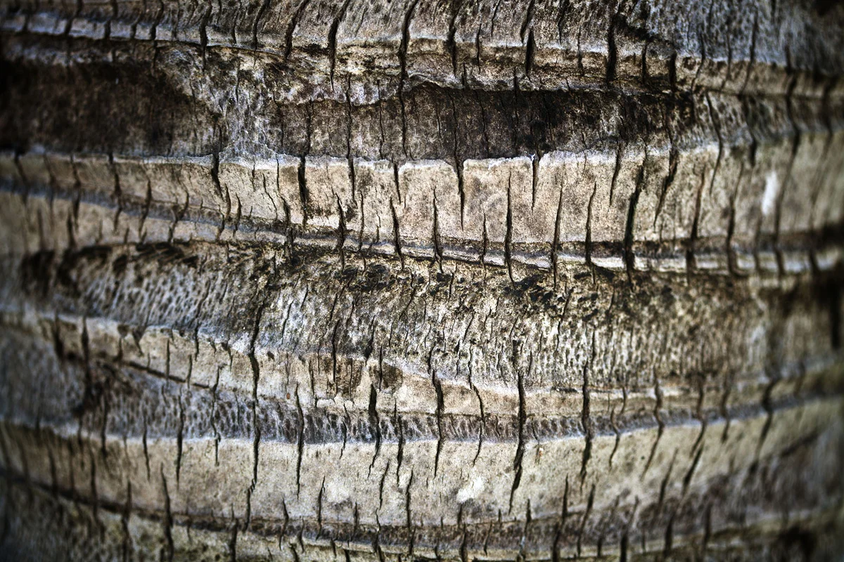 Palm tree bark on trunk