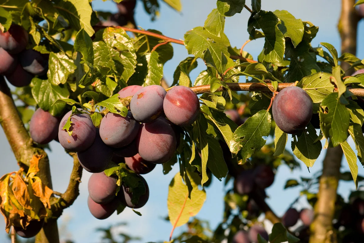 Leaves and plums on tree