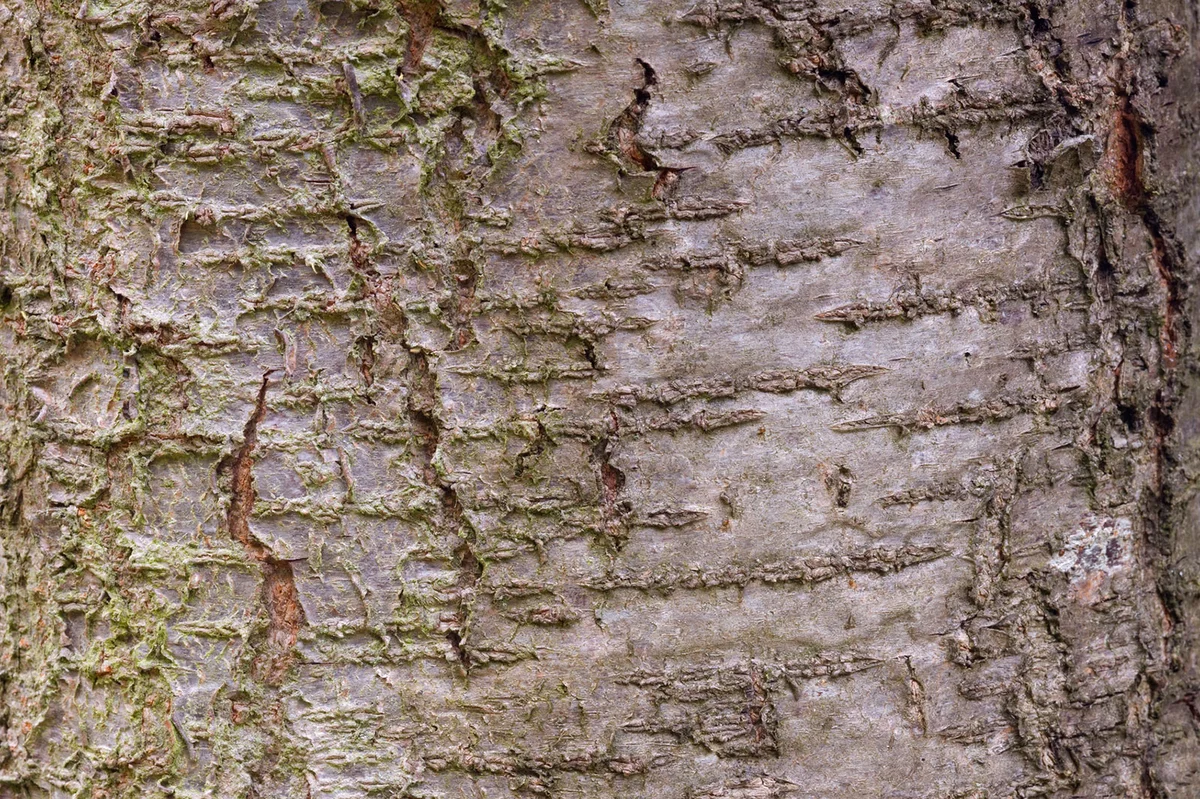 Closeup of plum tree bark
