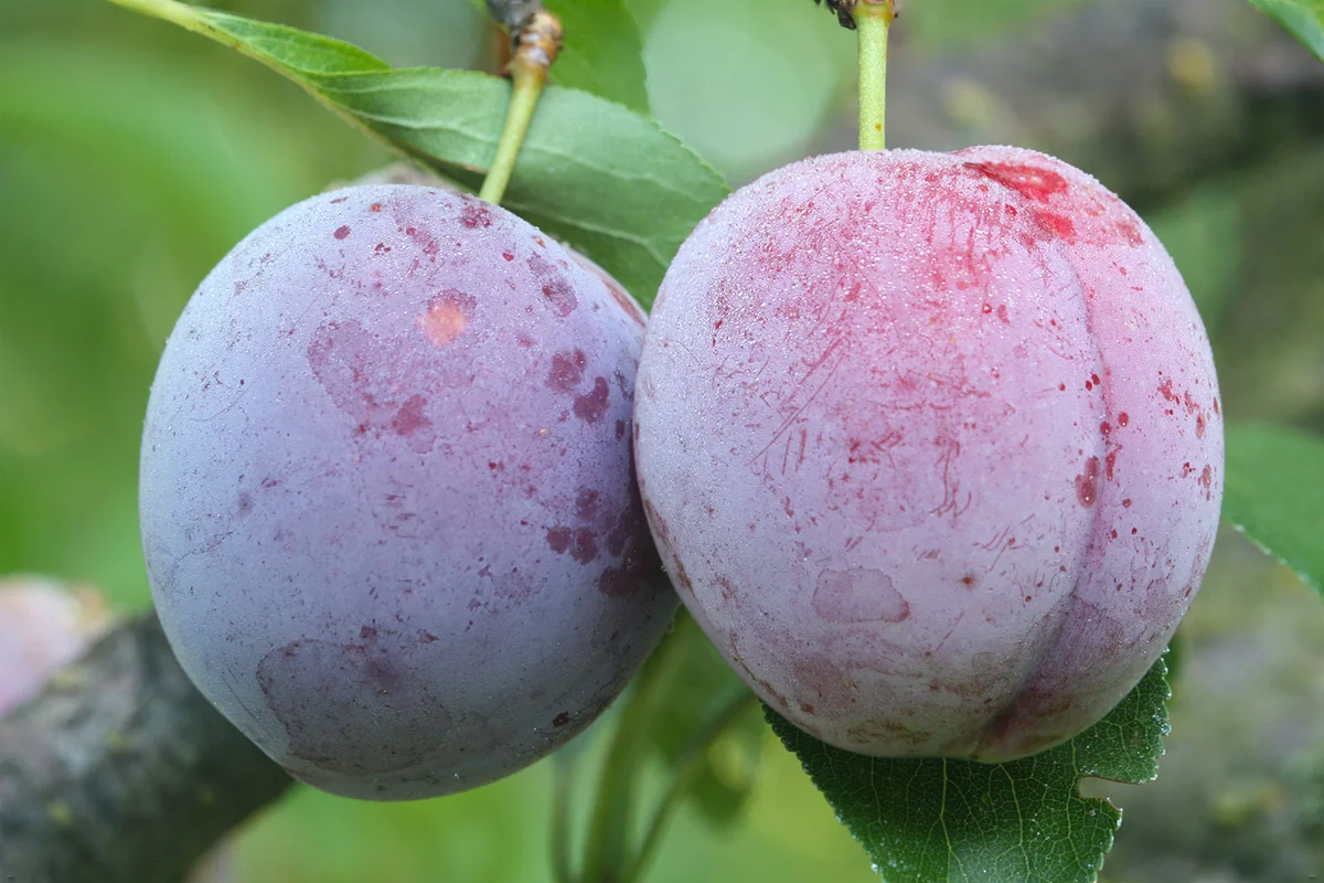 Two ripe Japanese plum on branch